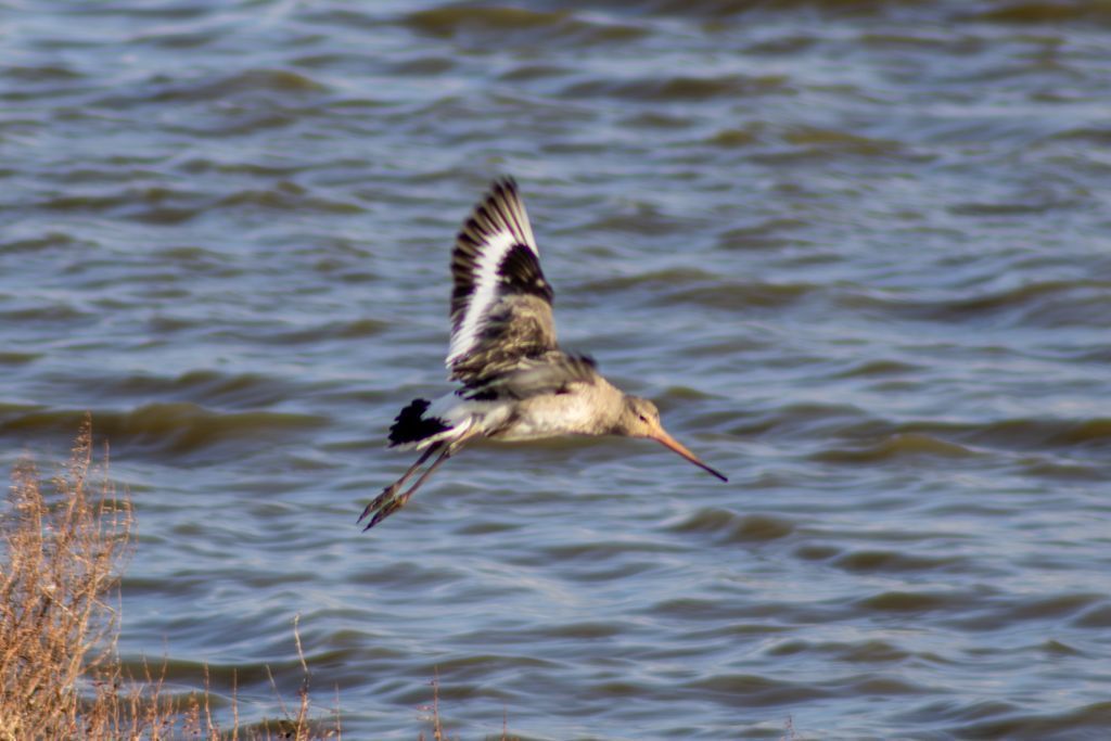 Black-tailed Godwit image 2